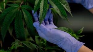 Uso terapêutico da maconha